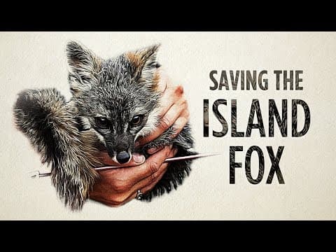 The Hopeful Story Of A Doomed Fox