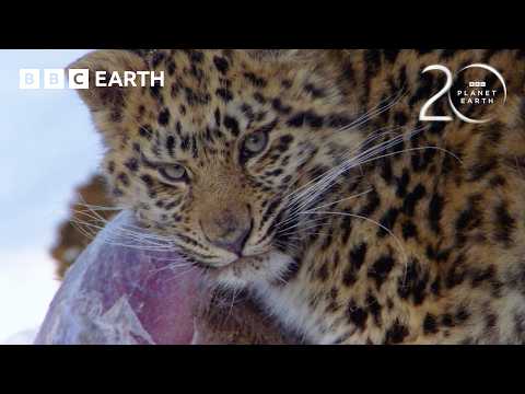 How the Amur Leopard Survives Winter | 20 Years of Planet Earth | BBC Earth