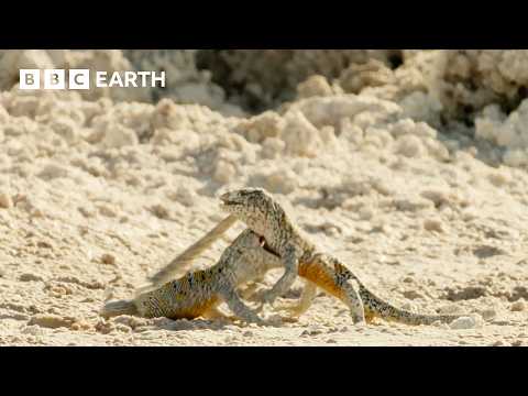 Rare Encounters from the Wild | BBC Earth