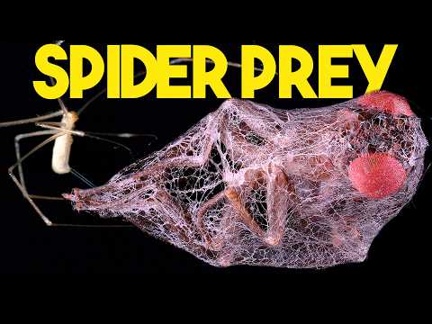 Cellar Spiders Attack & Capture Prey at 1,000fps