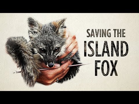 The Hopeful Story Of A Doomed Fox