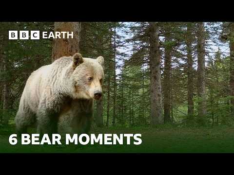 Incredible Bear Moments | BBC Earth