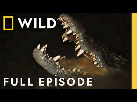 Finding the Most Powerful Animal Bite (Full Episode) | Dangerous Encounters | Nat Geo Animals