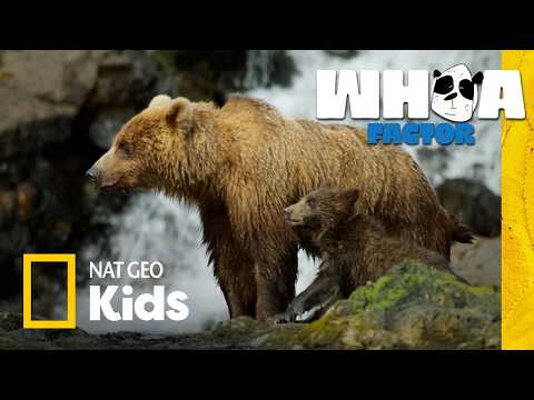 Grizzly vs. Panda vs. Polar Bear! | Whoa Factor | Nat Geo Kids