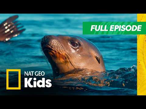 Underwater Animal Adventures! 🌊 | America's National Parks Full Episode (4K) | Nat Geo Kids