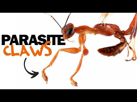 Spring-Loaded Claws on a Wasp – Parasitoid Pincer Wasps