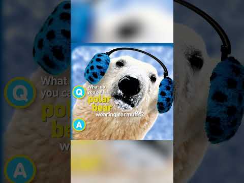 Check out these BEARY FUNNY jokes 🐻 | Just Joking | Nat Geo Kids