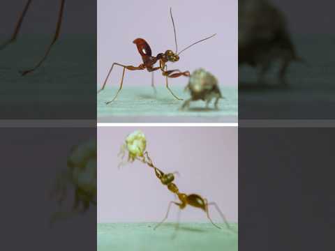 Spring-loaded Claws on Pincer Wasps!  #insects #entomology