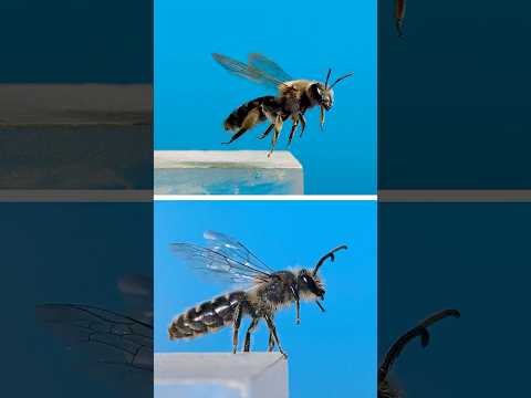 Ground-Nesting Bees & Their Parasites!