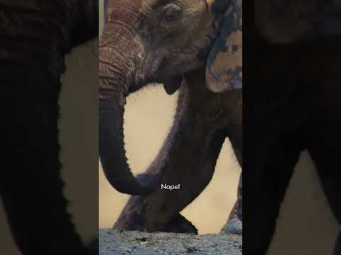 These Baby Elephants are Just Trying Their Best! | Whoa Factor | Nat Geo Kids