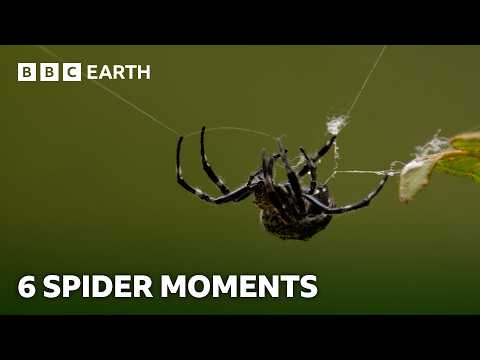The Fascinating World of Spiders | BBC Earth