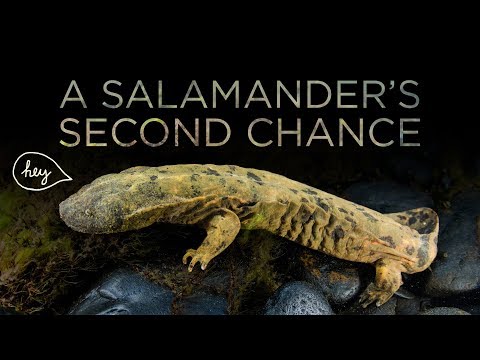 A Giant Salamander's Second Chance | Maddie About Science