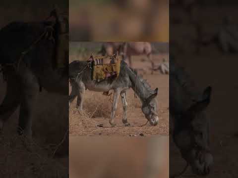Meet The Desert's Animals! 🎶 | Party Animals | Nat Geo Kids
