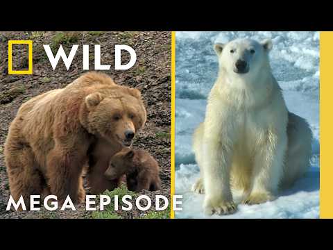 Fat Bear Week: Kodiaks, Grizzlies & Polar Bears | MEGA Episode Special | Nat Geo Animals