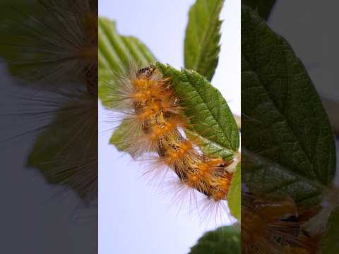 Salt marsh caterpillar!  #insects #entomology