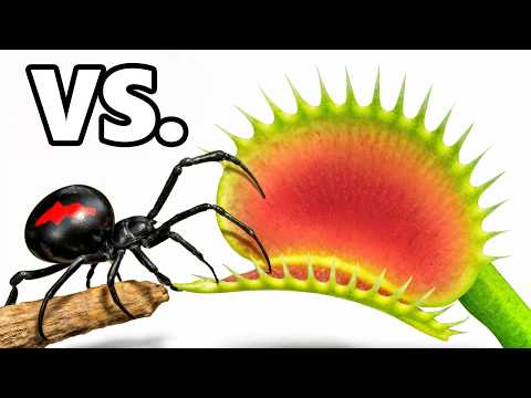 Black Widow vs. Venus Fly Trap