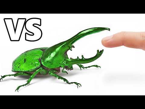 Deadliest Insects vs. Finger