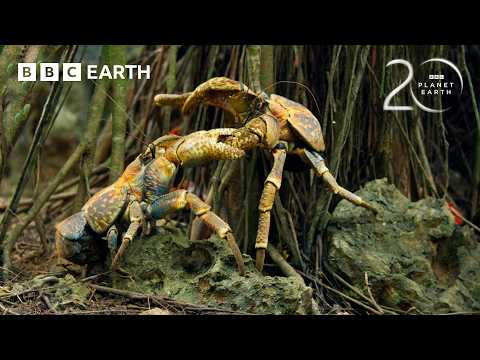 Yellow Crazy Ants VS Red Crabs | 20 Years of Planet Earth II | BBC Earth