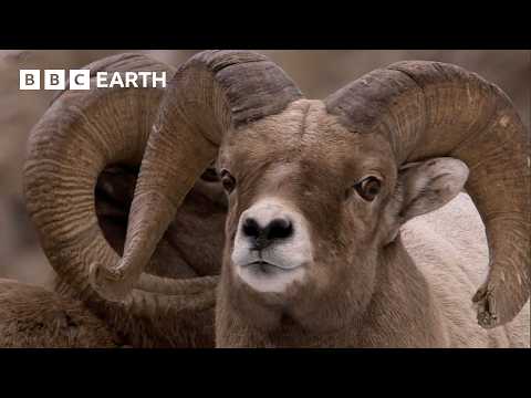 Unseen Wildlife Encounters | BBC Earth