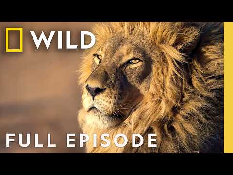 Evolution of the Lion (Full Episode) | World's Most Iconic Animals | Nat Geo Animals