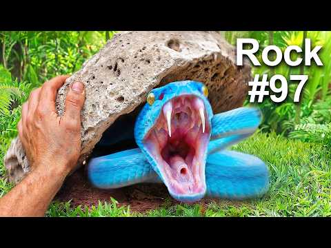 I Flipped 100 Rocks in an Exotic Jungle, Here's What I Found...