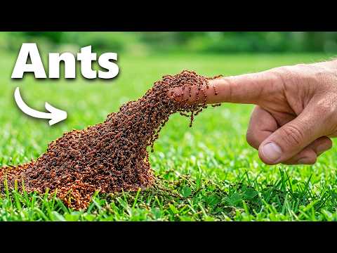 The Craziest Insect Videos On The Internet!