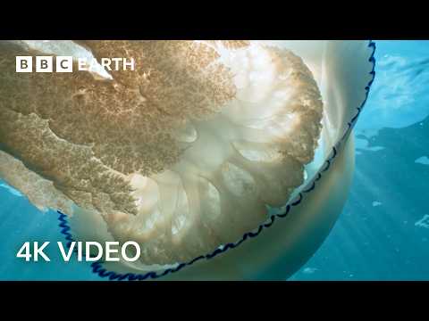Mysterious Creatures Of The North Atlantic Ocean | 4K UHD | BBC Earth