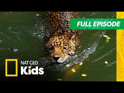 Jaguar Bites and More Jungle Superpowers | Super Animals Full Episode | Nat Geo Kids