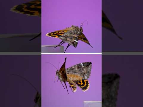 The locust underwing moth - Euparthenos nubilis #insects #science