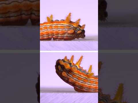 The stinging rose caterpillar!  #insects #nature