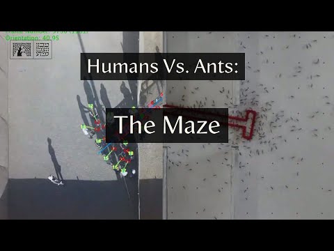 Humans Vs. Ants: The Maze