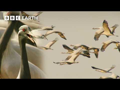 The Most Extraordinary Animal Journeys On Earth | BBC Earth