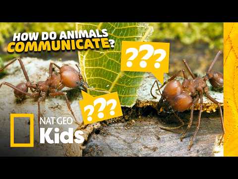 How Do Animals Talk Without Words? 🙊🐜 Animal Facts for Kids | Nat Geo Kids