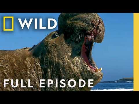 Ocean Predators: Killers of the Deep (Full Episode) | World's Deadliest | Nat Geo Animals