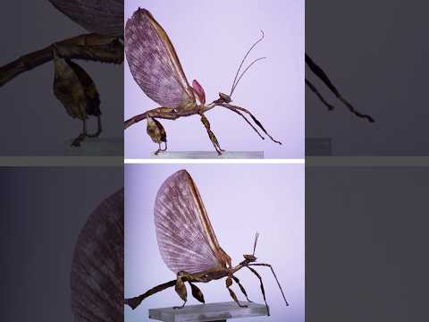 Giant stick insects in flight!  #insects #science