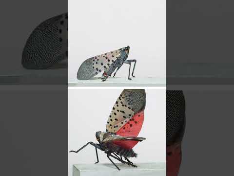 Spotted Lanternfly is HERE!!!!  #insects #nature #science