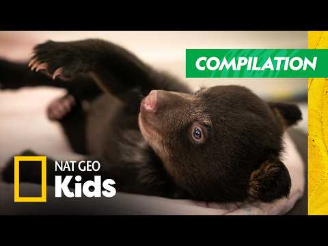 Beginning of a Black Bear's Rescue Journey 🐻 | Cub Camp Full Episode Compilation | Nat Geo Kids