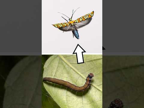 Webworm Transforms Into an Incredible Moth! #insects #animals #entomology