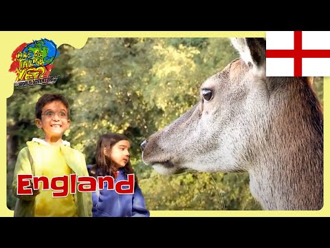 🌳 Exploring a 1,000-Year-Old Forest 🐿️🐻 @travelkidsTVSHow