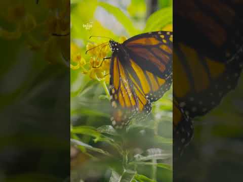 A long journey for these gorgeous monarchs 🦋 #ARealBugsLife