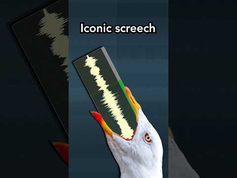 this sound was actually..