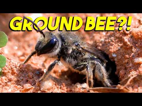 Ground-Nesting Bees - The Most Important Springtime Bees!