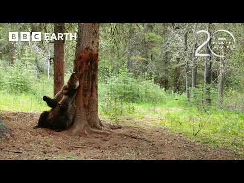 Grizzly Bears Enjoy A Back Scratch! | 20 Years of Planet Earth II | BBC Earth