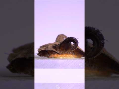 The Monkey Slug (hag moth) Caterpillar!