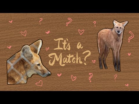 Matchmaking For Maned Wolves | Maddie About Science