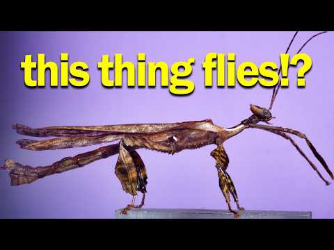 Giant Stick Insect & Flying Caterpillar Frass - Slow Mo