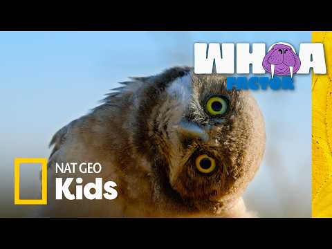 Battle of the Birds: Eagles vs. Hawks vs. Owls | Whoa Factor | Nat Geo Kids