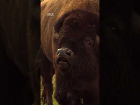 Every summer, bison bulls battle for mating rights 🦬💥 #WildYellowstone