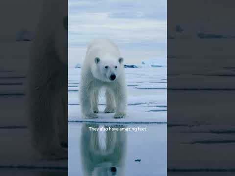 The Polar Bear is the LARGEST bear! 🐻‍❄️ | Whoa Factor | Nat Geo Kids