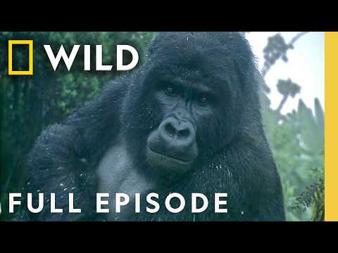 Gorilla & Chimpanzee Power Struggles (Full Episode) | Kingdom of the Apes | Nat Geo Animals